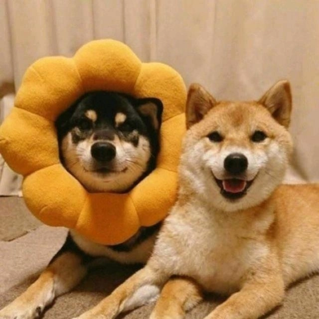 科科@科科课代表