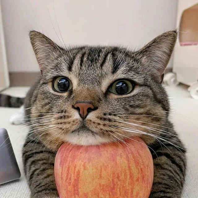 孔家锐