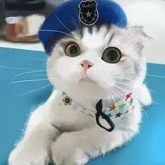依依